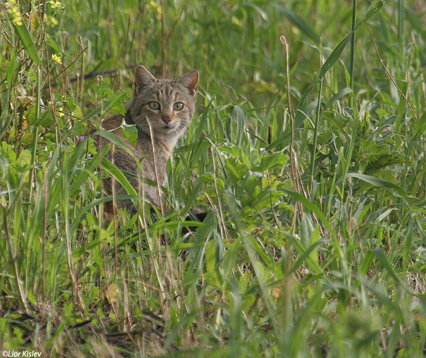  חתול בר Wild Cat Felis silvestris tristrami                                    הר לאוויה, דרום רמת הגולן.מרץ 2007
